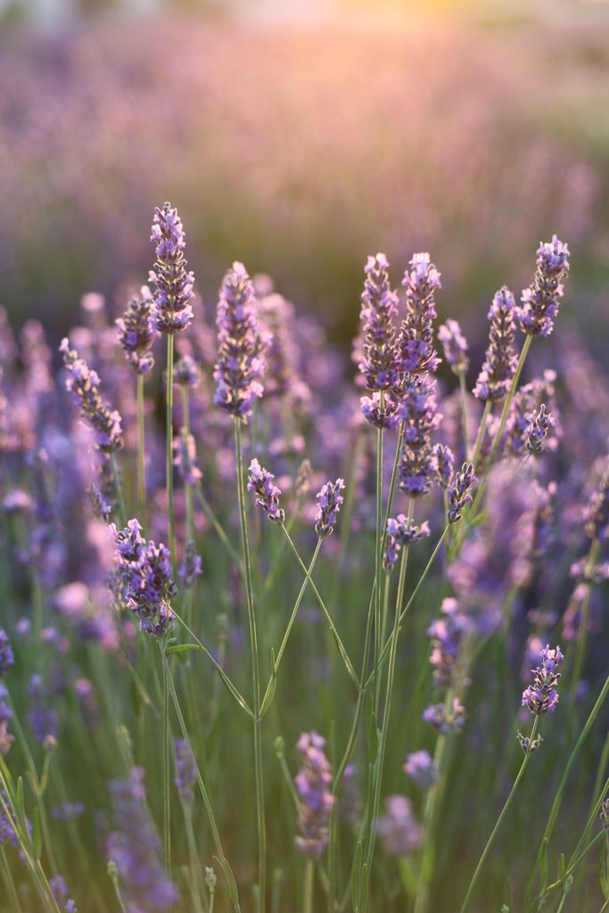 Beautiful lavender field in bloom during sunset, capturing vibrant purple hues and serene ambiance.
