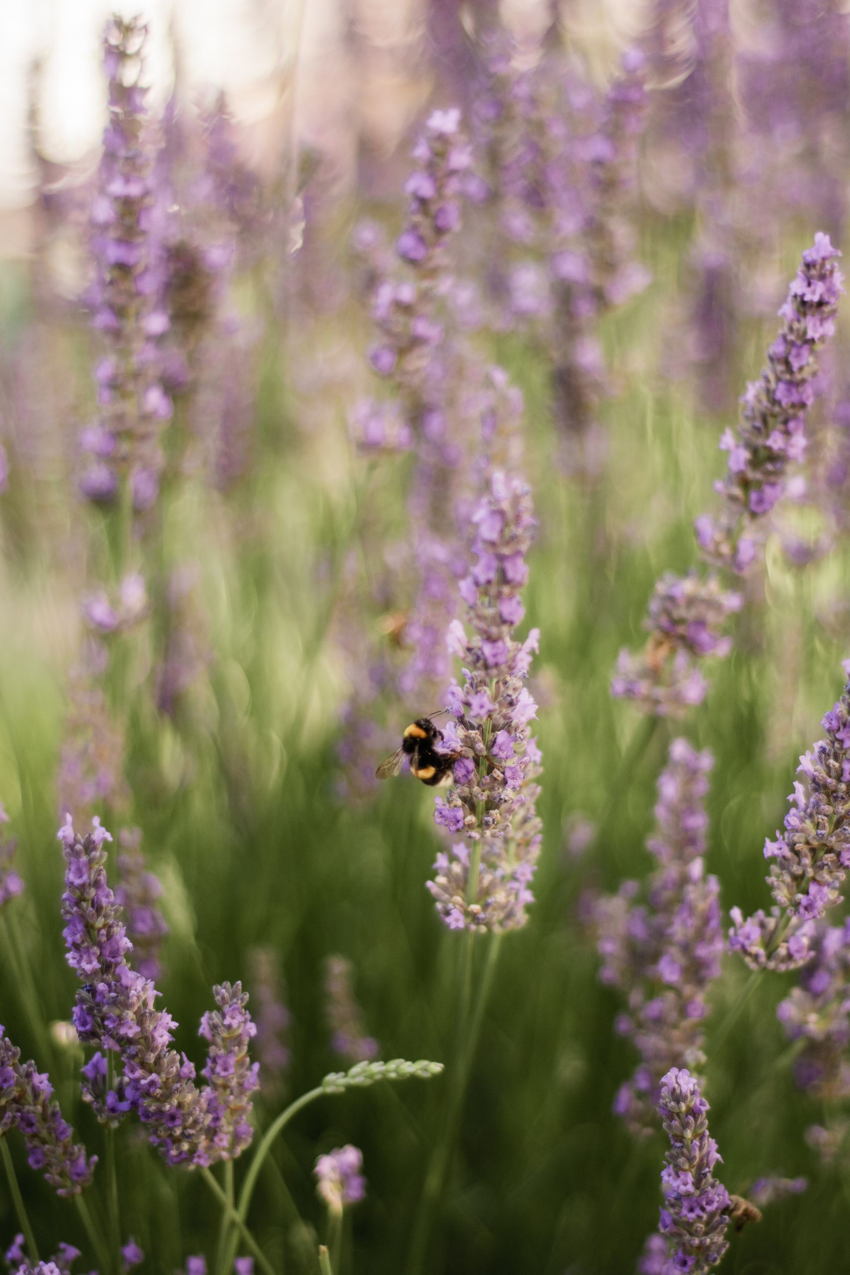 Bumblebee perched on vibrant lavender flowers in a sunlit meadow, showcasing nature's beauty.